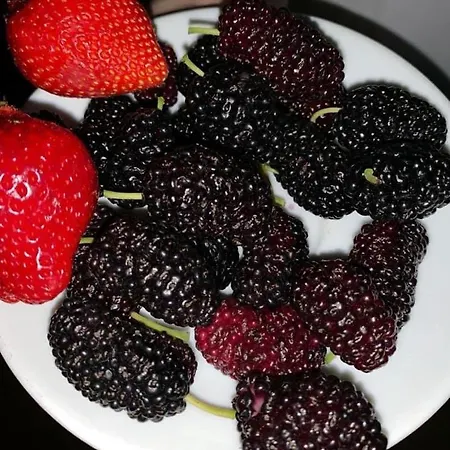 President 3* 格勒姆