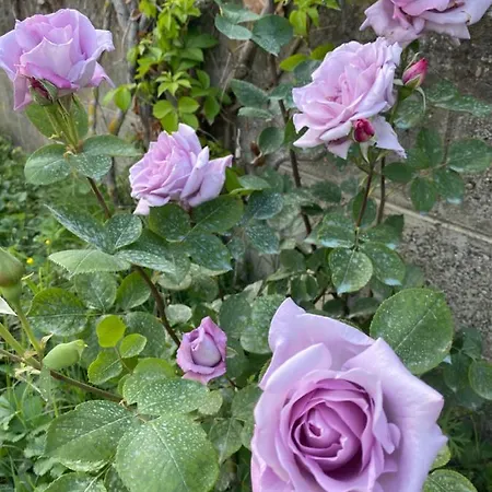 Szálloda President Golem