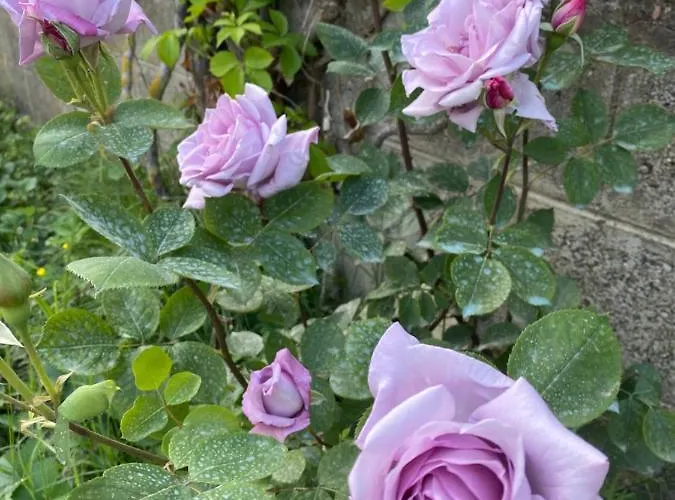 Отель President Голем