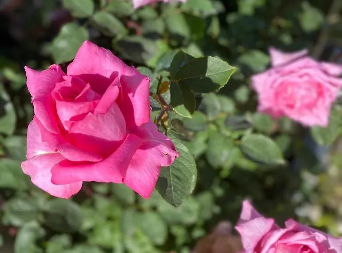 President Отель